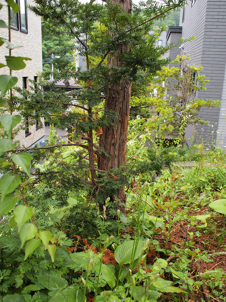 2）樹木の足元にも実生で増えた低木や自生する草本類がびっしり生えている